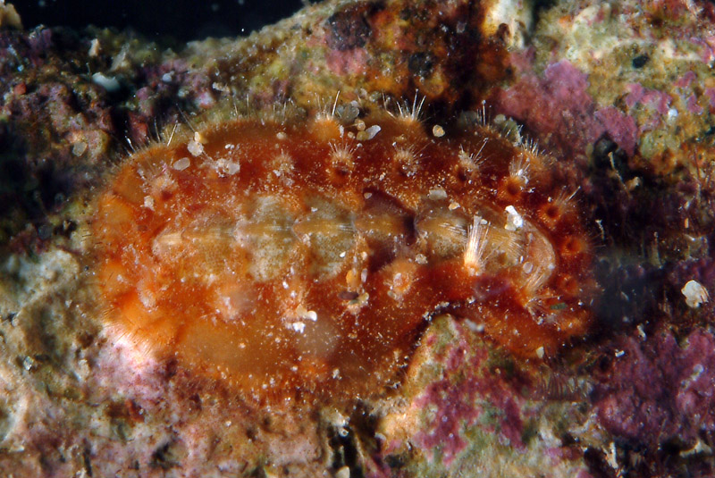 Acanthochitona fascicularis